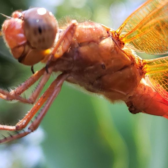 Meet your Posher, Emilia - Picture 1 of 1